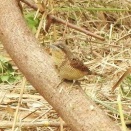 2025年11月12日の野鳥公園