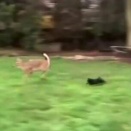 【海外の反応】小さな黒猫が庭に来た鹿を全力で追い払う動画　「闘志の塊」「危ないけど最高」