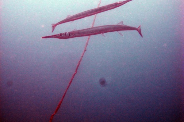 日本さかな検定 ととけん流 スターダイブのブログ ダツ ダイビング