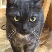 姉の家の猫が甘えてくれた話と名古屋でのランチ