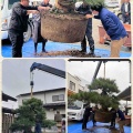 150キロの鉢！クレーン吊り上げの黒松植替え‼️