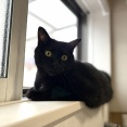 【猫写真】お互いが気になる猫たち