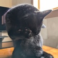うるちゃん　毛づくろい