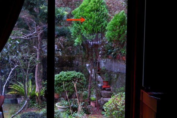 山川草木・動物 歳時記 Ⅱ - 2023年03月