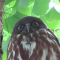 2026天然記念物大銀杏でアオバズクを撮る16🦉📸（足利市鑁阿寺）