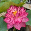 💚 グーズベリー 