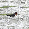2026年6月14日の野鳥公園