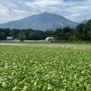 北軽井沢の夏の高原野菜の様子（2025.08.05）