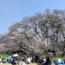 お花見＠砧公園 満開寸前 九分咲き