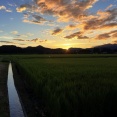 田舎の田んぼガチで綺麗www