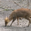 古泉「キョンが大量発生してるらしいですよ」ハルヒ「キョンが！？」