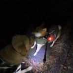 柴わんこと暮らす日々