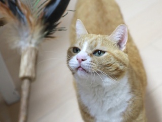 クジャクとまたたびと猫。