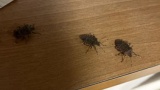 【虫注意】ワイの家、カメムシが多すぎる（※画像あり）
