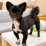 『【犬】アルくん 家族を募集しています』の画像