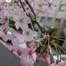 舞い散る前に倒れる桜