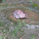 乾きゐし石に潤い初時雨：やの字