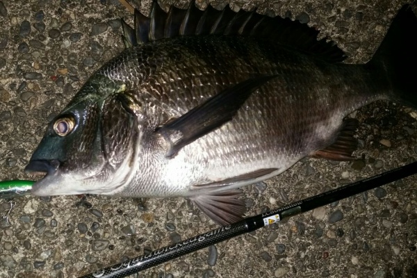 ぱるます Lure Fishing チヌ
