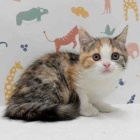 『新しいねこちゃんのご紹介です😸』の画像