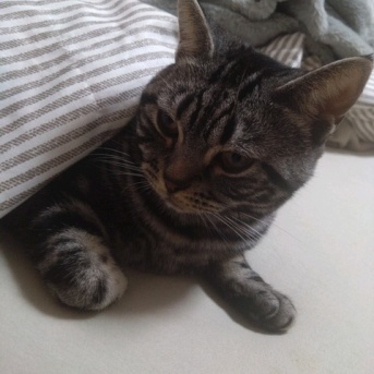 実物のﾈｺﾁｬﾝたちセカンド242