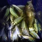 神島観光汽船　釣果(運航)情報