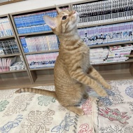 猫紹介★エラン