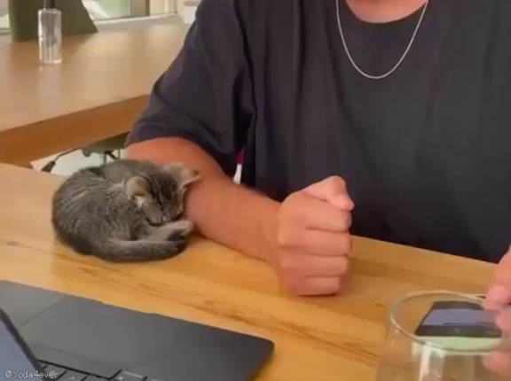 もたれかかって眠る子猫…「そっと離れようとしたら逃してくれない！」