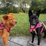 犬の合宿所 in 高槻　 ≪バックアップ≫