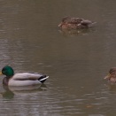 朝からカモの人(鶴見緑地・2026.2.7) その5