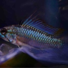 『7月26日(金)熱帯魚入荷情報🐟』の画像