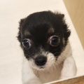 元気なチワワちゃん