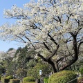 大庭台墓地の桜