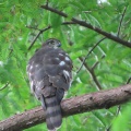 野鳥雀鷹（ツミ）の幼鳥を撮る23🦅📸（太田市）