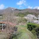 桜はピークを過ぎましたが芝桜が咲き始めました