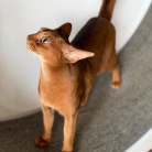 早起きしてサークルを歩くりすたんに、飼い主はビクビクしているのだよ