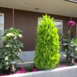 『ダリア咲く！』の画像