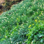 玉つづり　瞳子のblog