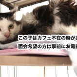 『	 【里親募集中】ノルウェージャンフォレストキャットのマッシュ』の画像