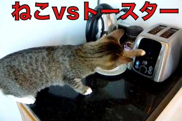 ラビットホールのさらに奥へ 動物動画