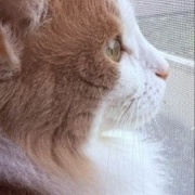 テレビが気になる猫としまむらの名馬セレクショングッズ