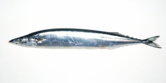 嫁「魚の骨で出汁をとった味噌汁だよ」→小骨まみれ…俺「いったい何の魚の骨を使ったの？」→嫁「サンマ(昨日の晩御飯)のやつ」