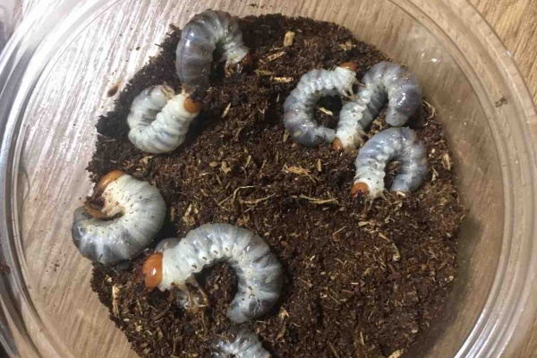 虹パラ クワガタ カブトムシ飼育記 パラワンオオヒラタ