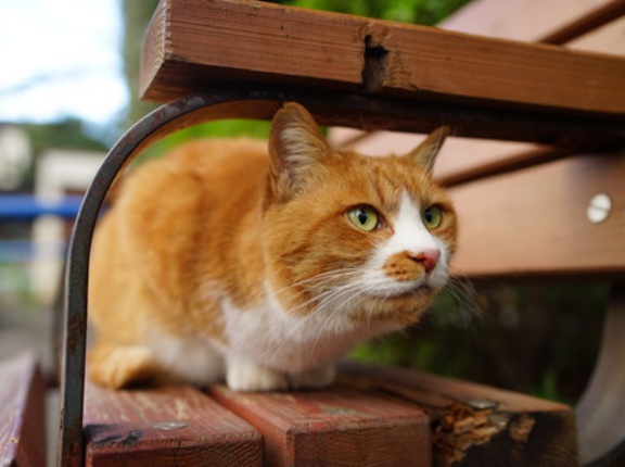 栗白のこと　20251218