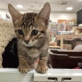 今日のにゃんこ