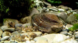 500年以上生きた世界最年長の生き物を発見 → 研究者の調査で即死