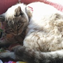 三日遅れのクリスマスケーキ　と　寒さに耐えること