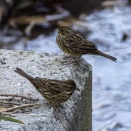 いつもの公園で野鳥撮影