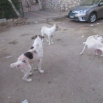 カイロ～天使たちの暮らす街～