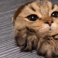 机に猫用ののぞき穴を作ってみたら…幸せだけど仕事がはかどらない