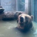 最近のヒグマの森